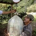 Dos recolectores de café durante una jornada de trabajo en lo alto de las montañas del departamento colombiano de Antioquia.