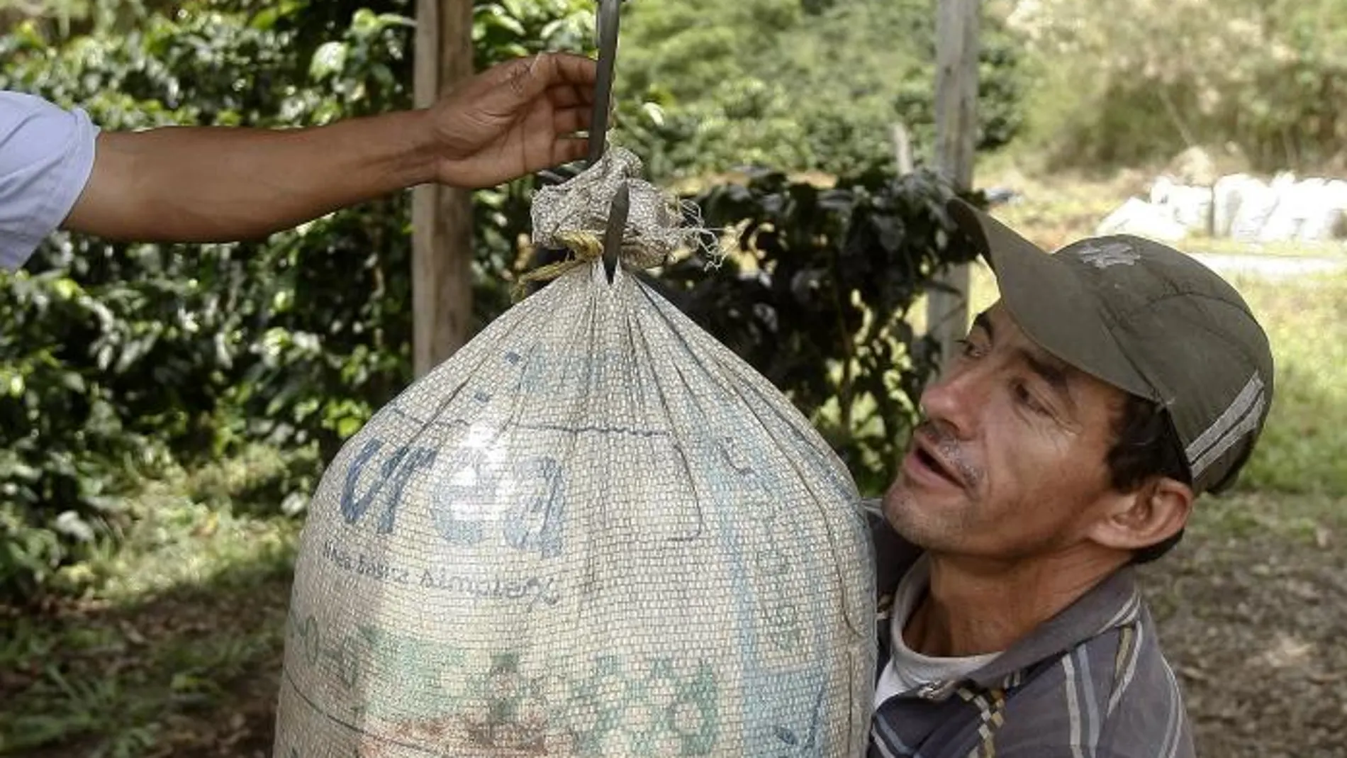 Dos recolectores de café durante una jornada de trabajo en lo alto de las montañas del departamento colombiano de Antioquia.