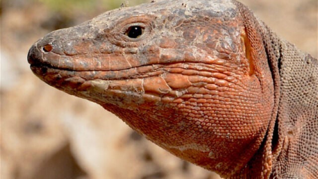 Lagarto gigante de Gran Canaria (Gallotia stehlini) / Pedro Jordano