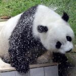 Fotografía de archivo tomada el 27 de junio de 2004 que muestra al oso panda Basi refrescándose en el zoo de Fuzhou (China)