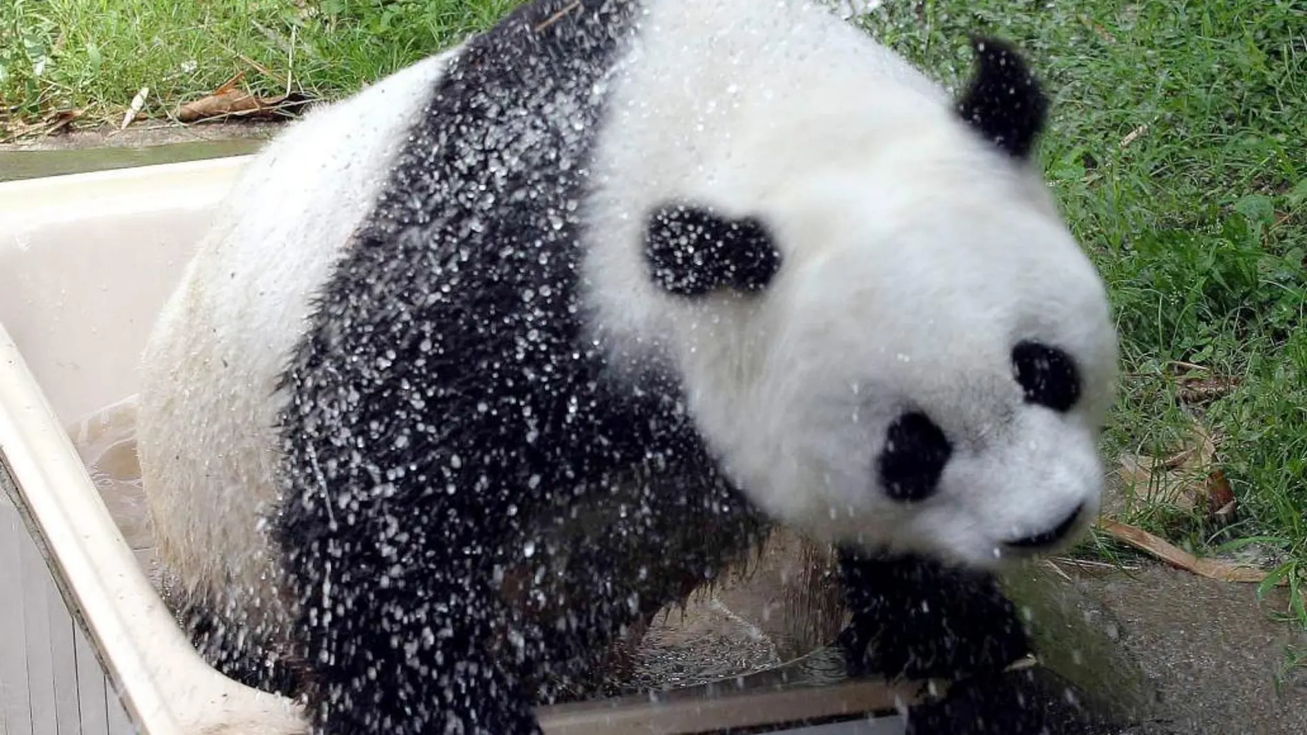 Fotografía de archivo tomada el 27 de junio de 2004 que muestra al oso panda Basi refrescándose en el zoo de Fuzhou (China)
