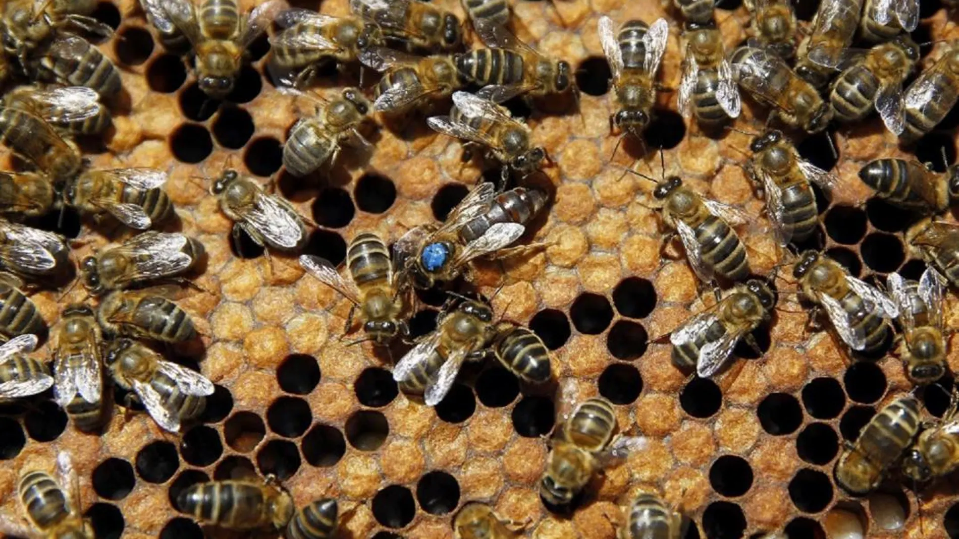 Un panel de abejas con la reina marcada en azul