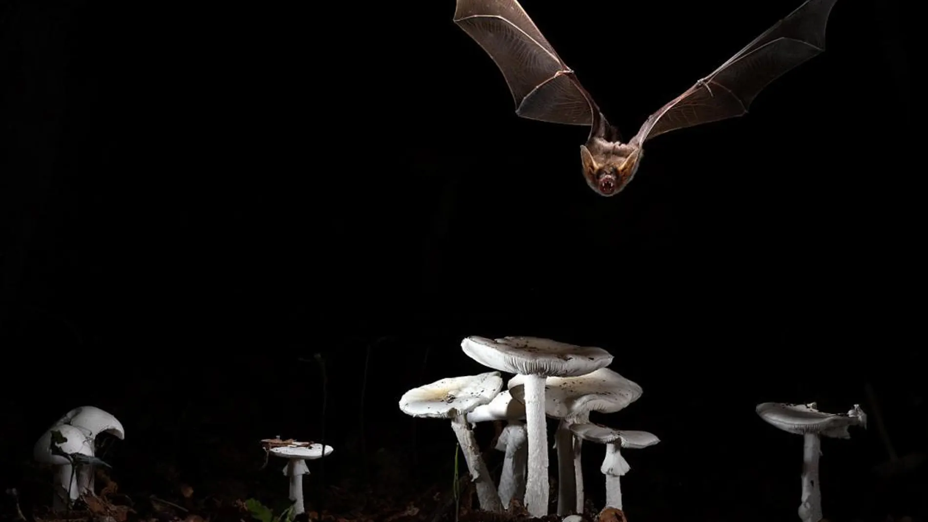 Un murciélago en pleno vuelo nocturno