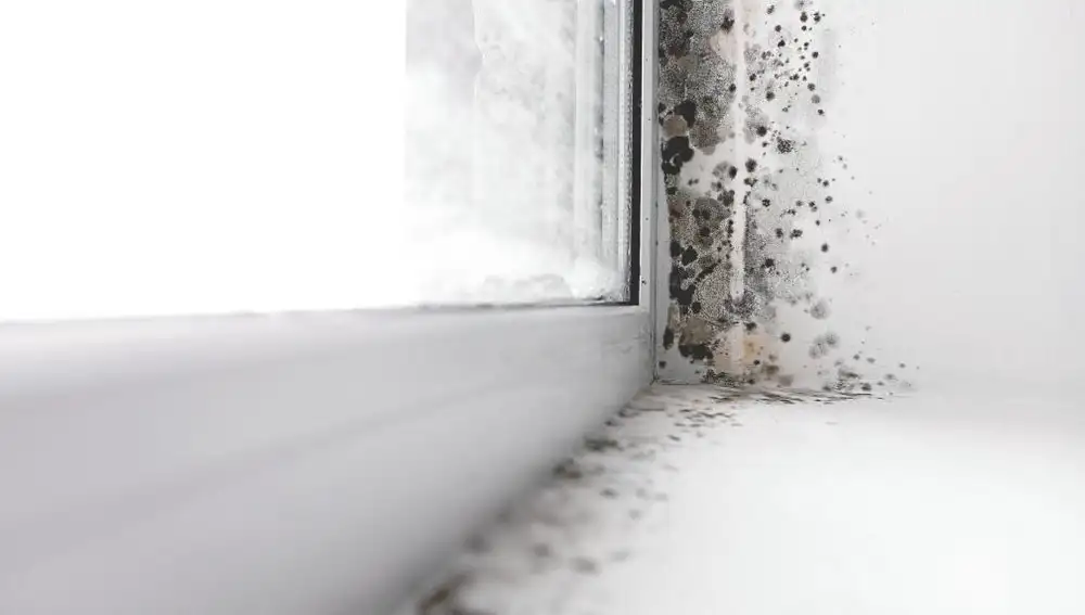 La larga temporada de lluvias y las bajas temperaturas son dos grandes aliados para que las humedades proliferen en edificaciones con mala ventilación