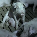 Imágenes de la granja de cerdos mostrada en ‘Salvados’