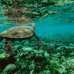 Los lugares salvajes de nuestros océanos están disminuyendo como nunca, lo que supone una inmensa pérdida de hábitat para nuestras criaturas salvajes. Crédito: Belle Co. University of Queensland.