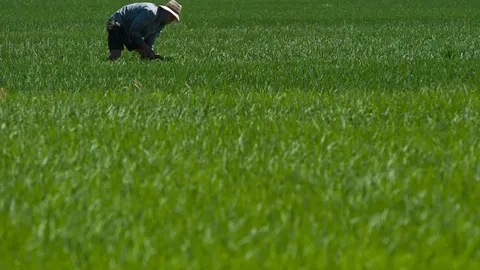Los arroceros valencianos se están viendo poco afectados por ahora, aunque están viendo llegar la crisis de precios, puesto que estos ya han caído y en otros países, como Italia, las consecuencias son ya devastadoras