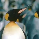  El cambio climático amenaza al 70% de los pingüinos rey