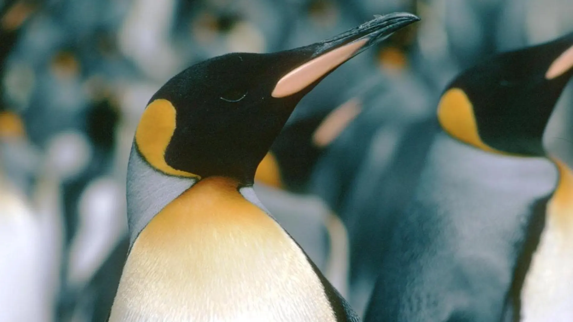 Varios ejemplares de pingüino rey en la Antártida