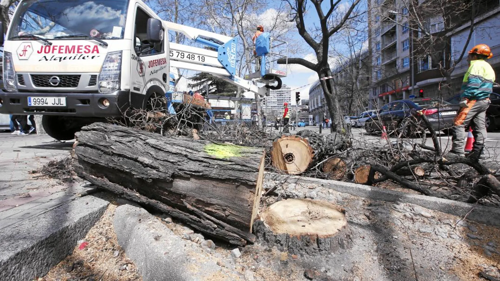 Varios operarios trabajan desde ayer de forma coordinada para talar y recoger los troncos para minimizar las molestias