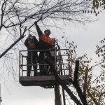 Se han registrado decenas de quejas de vecinos alarmados por la cantidad de árboles talados en el último año en diferentes distritos de la ciudad
