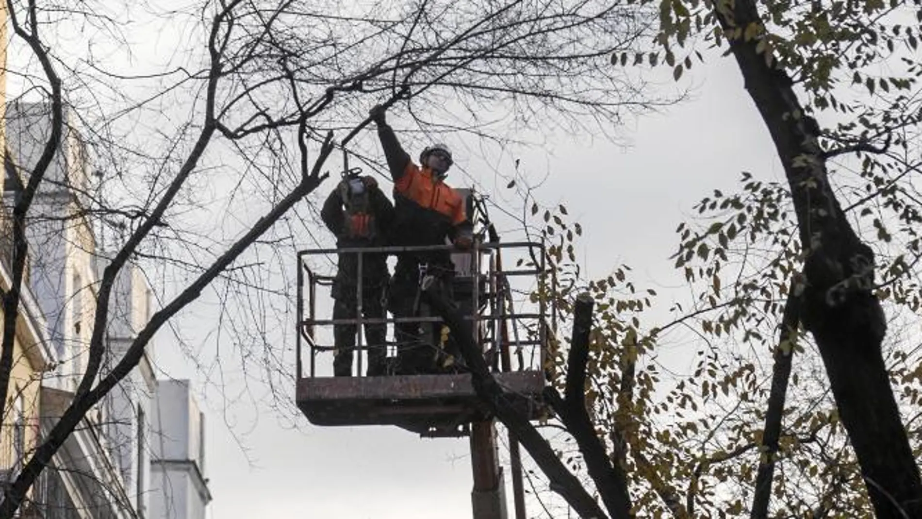 Se han registrado decenas de quejas de vecinos alarmados por la cantidad de árboles talados en el último año en diferentes distritos de la ciudad