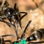 Una hormiga matabele atendiendo a una compañera herida