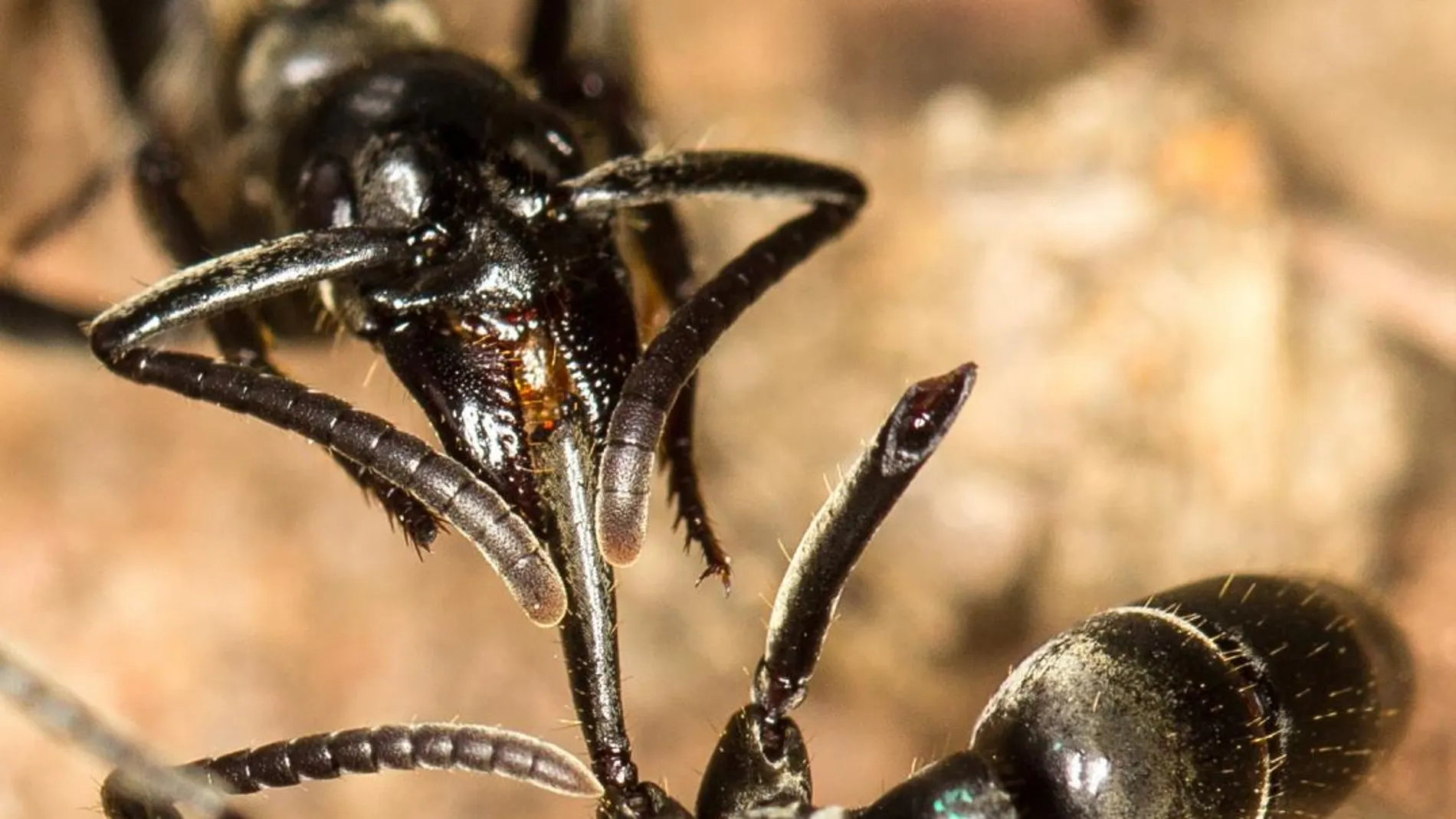 Una hormiga matabele atendiendo a una compañera herida