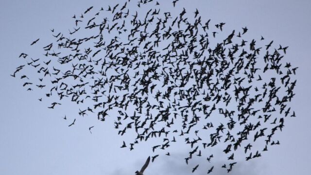 Una bandada de pájaros en el cielo
