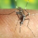 Imagen del mosquito que transmite la malaria / Archivo