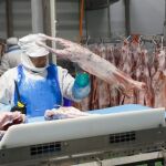 Empleados de la fábrica zamorana de Moralejo en Coreses despiezan el producto para su posterior tratamiento