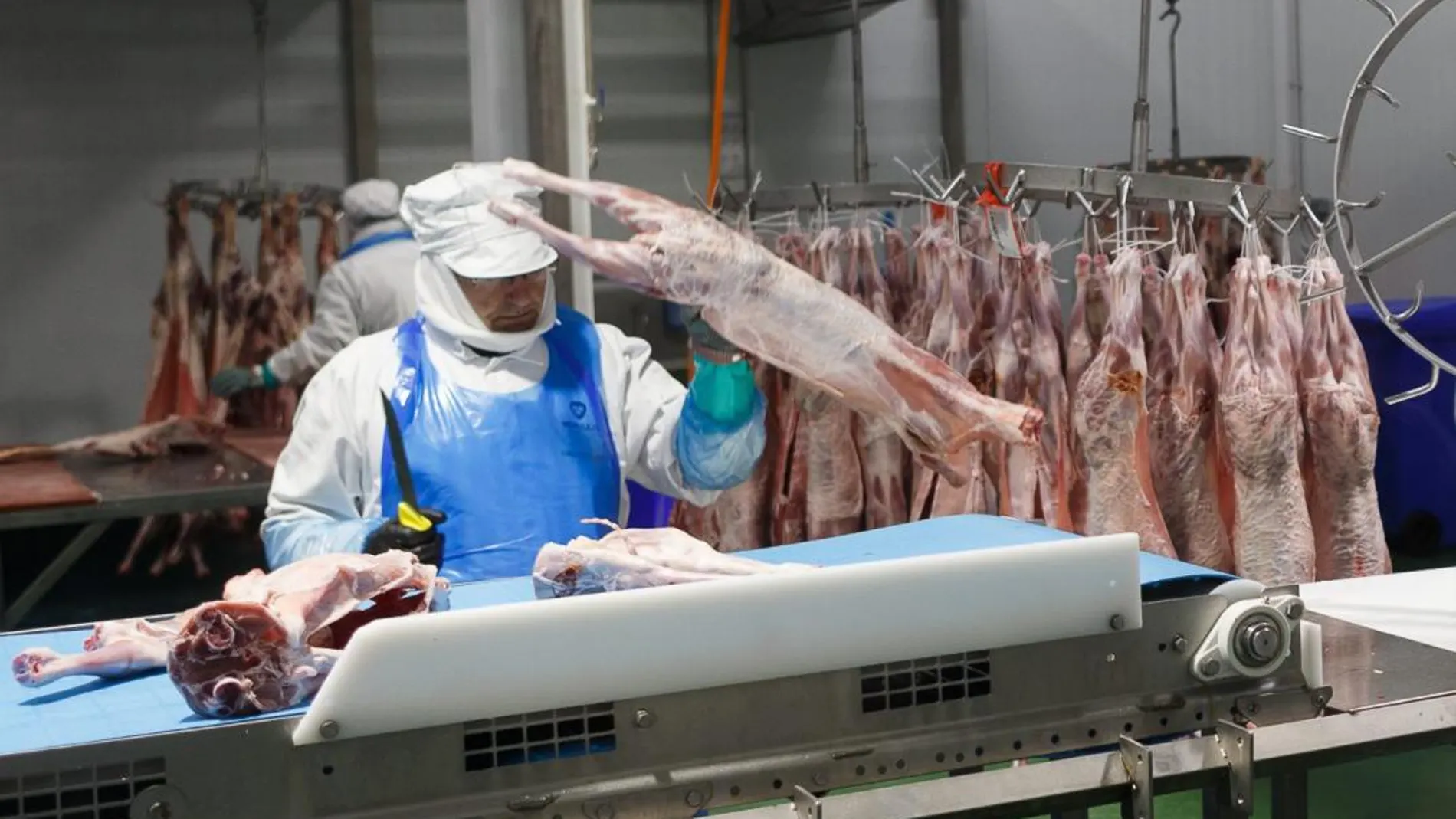 Empleados de la fábrica zamorana de Moralejo en Coreses despiezan el producto para su posterior tratamiento