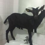Agentes de la Policía Local de Valencia rescataron al animal cuando estaba subido a uno de los lavabos.