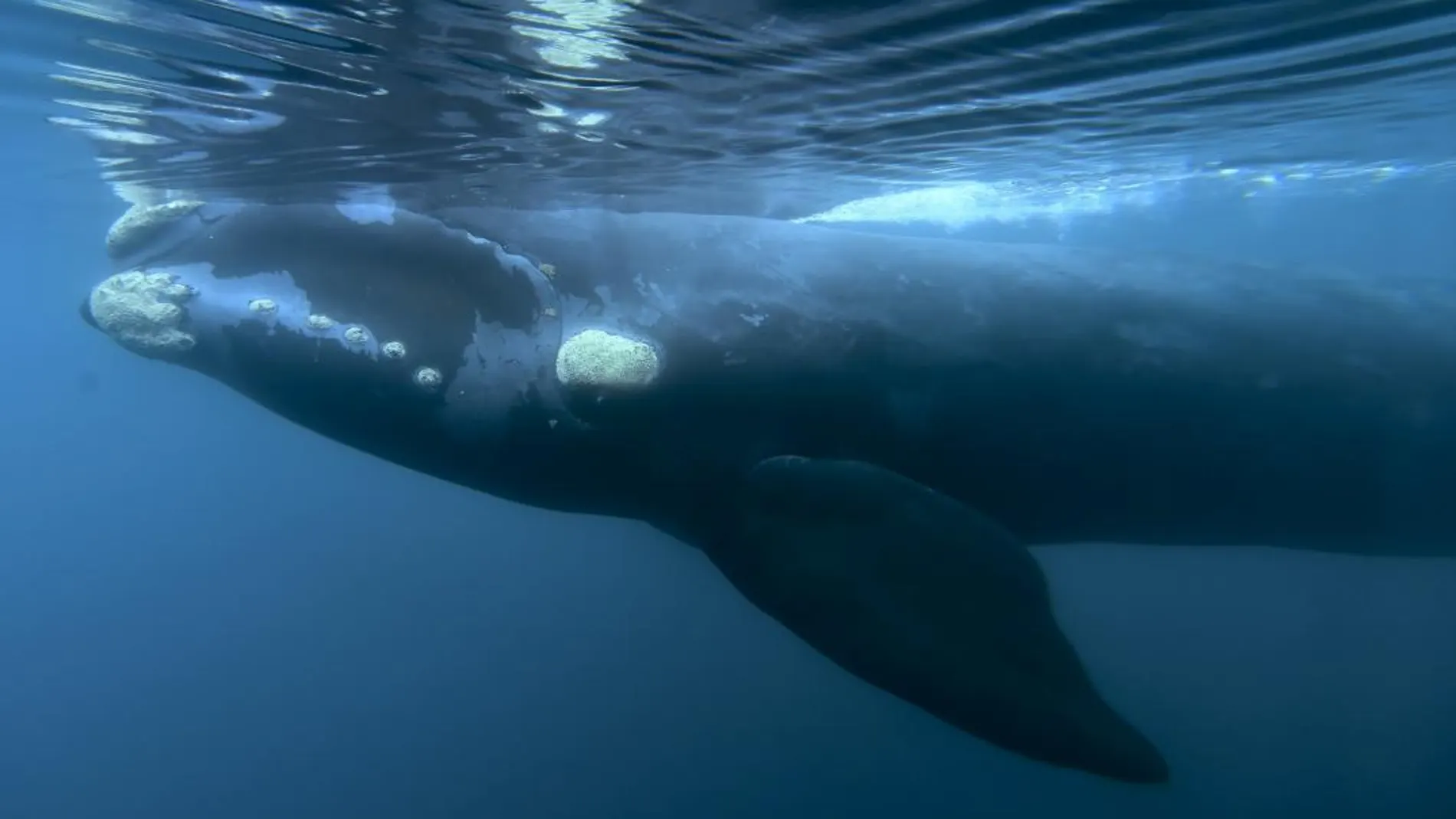 Una ballena bajo el agua