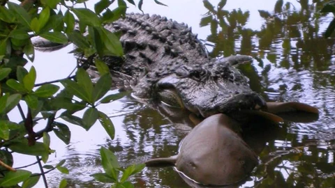 El aligátor captura un tiburón nodriza en el Darling National Wildlife Refuge en Florida. / U.S. Fish and Wildlife Service J.N