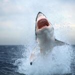 Desde 1992 han muerto un total de 25 personas en los más de 60 ataques de tiburones registrados en el litoral pernambucano/ Foto: AP Photo/Chris Fallows-Die Burger