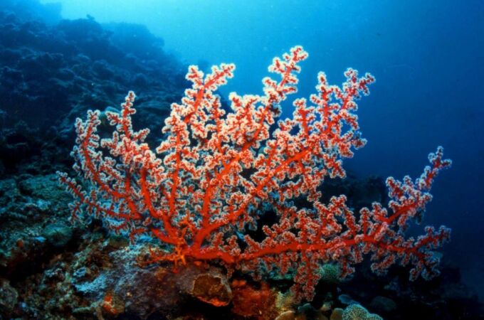 Los arrecifes de coral sufren las consecuencias de la acidificación del agua de los océanos