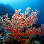 Un arrecife de coral cerca de las costas de Filipinas / AP