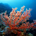  Los «oasis» de coral, clave para su supervivencia