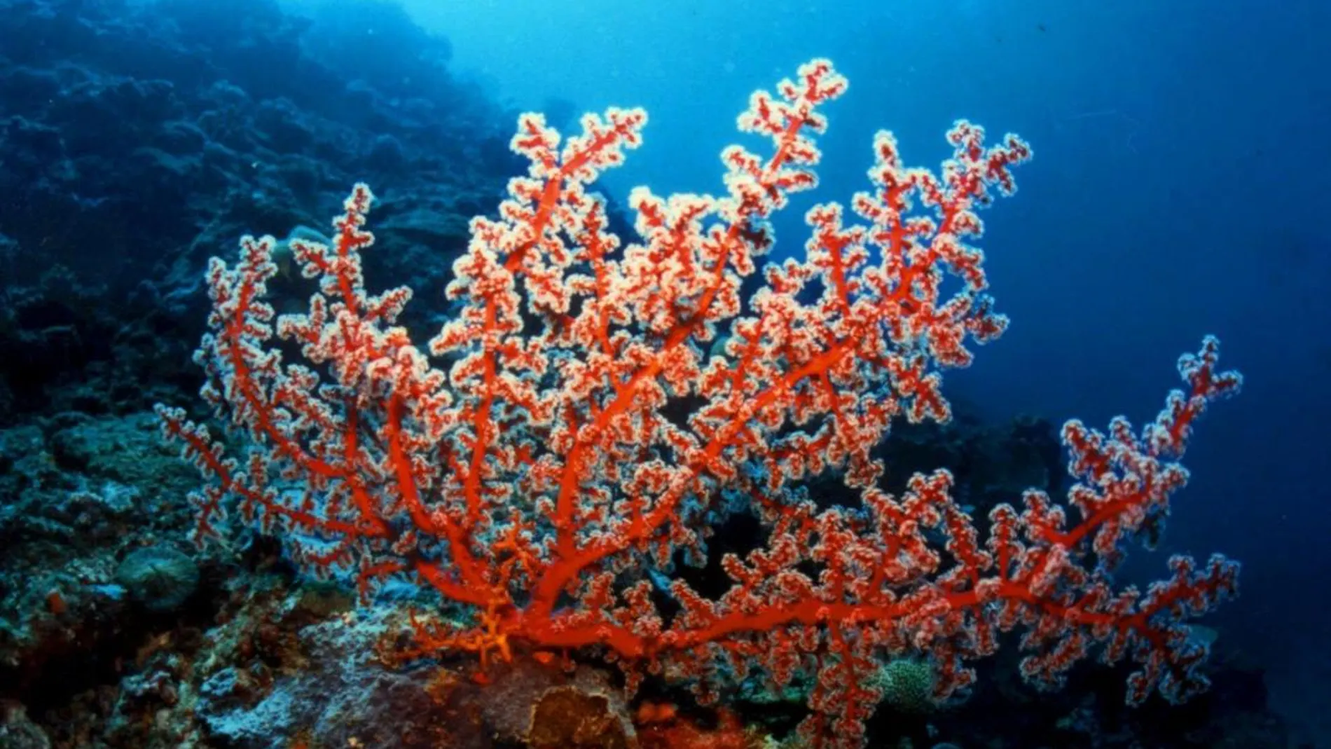 Un arrecife de coral cerca de las costas de Filipinas / AP