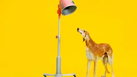 Fiat Profesional organiza el concurso llamado «Otra belleza canina» en el que se premia el perro más feliz, al juguetón, al cariñoso y así hasta 20 categorías
