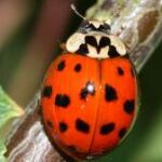 Harmonia axyridis o mariquita arlequín
