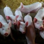 Alberto Garzón ha puesto a las granjas de cerdos en su punto de mira