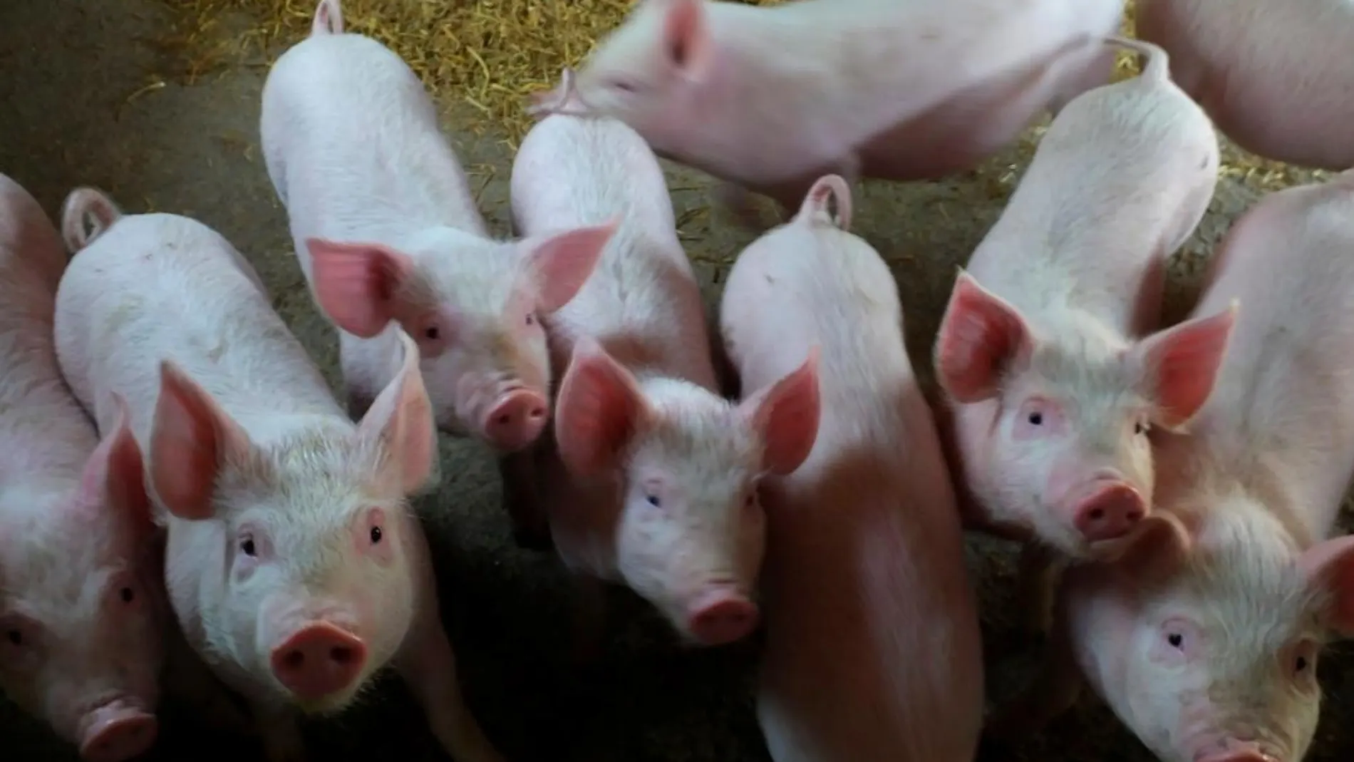 Alberto Garzón ha puesto a las granjas de cerdos en su punto de mira