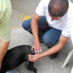 El perro portador de la rabia estuvo en Piera, Montcada, Porqueres, Banyoles y Barcelona. Los veterinarios instan a vacunar a los animales de estos municipios