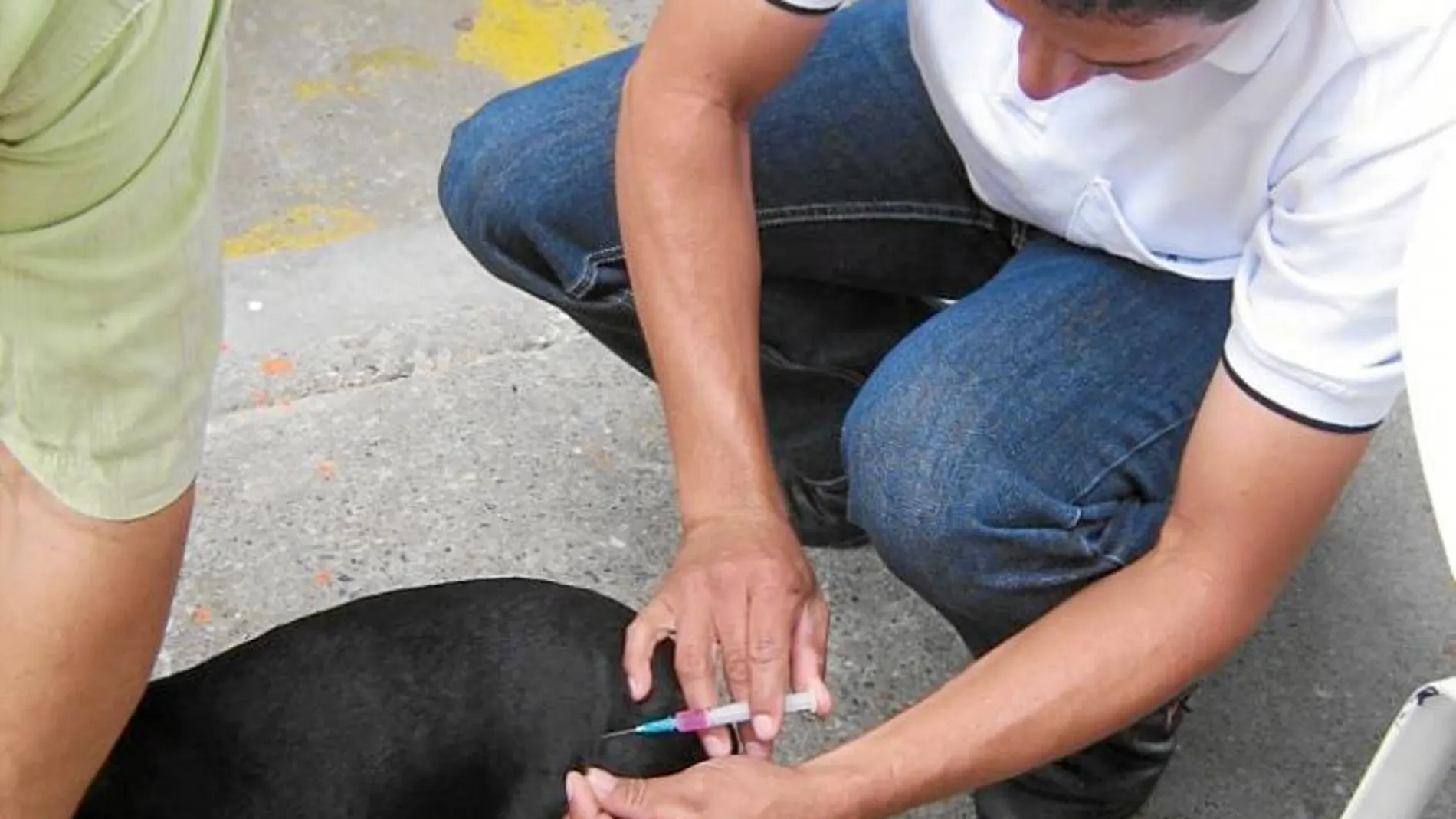 El perro portador de la rabia estuvo en Piera, Montcada, Porqueres, Banyoles y Barcelona. Los veterinarios instan a vacunar a los animales de estos municipios