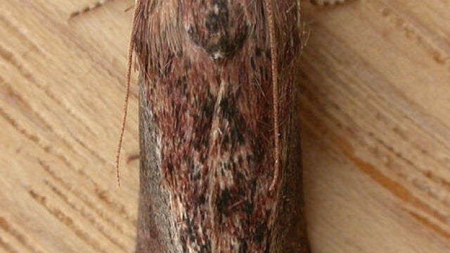 Polilla Galleria mellonella