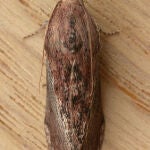 Polilla Galleria mellonella