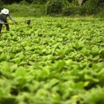 Una plantación de tabaco en Guatemala