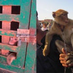 El número de macacos de Berbería se ha desplomado en más de un 50% desde la década de 1980 debido a la pérdida de hábitat y la venta ilegal de juveniles como mascotas / Kristina Stazaker