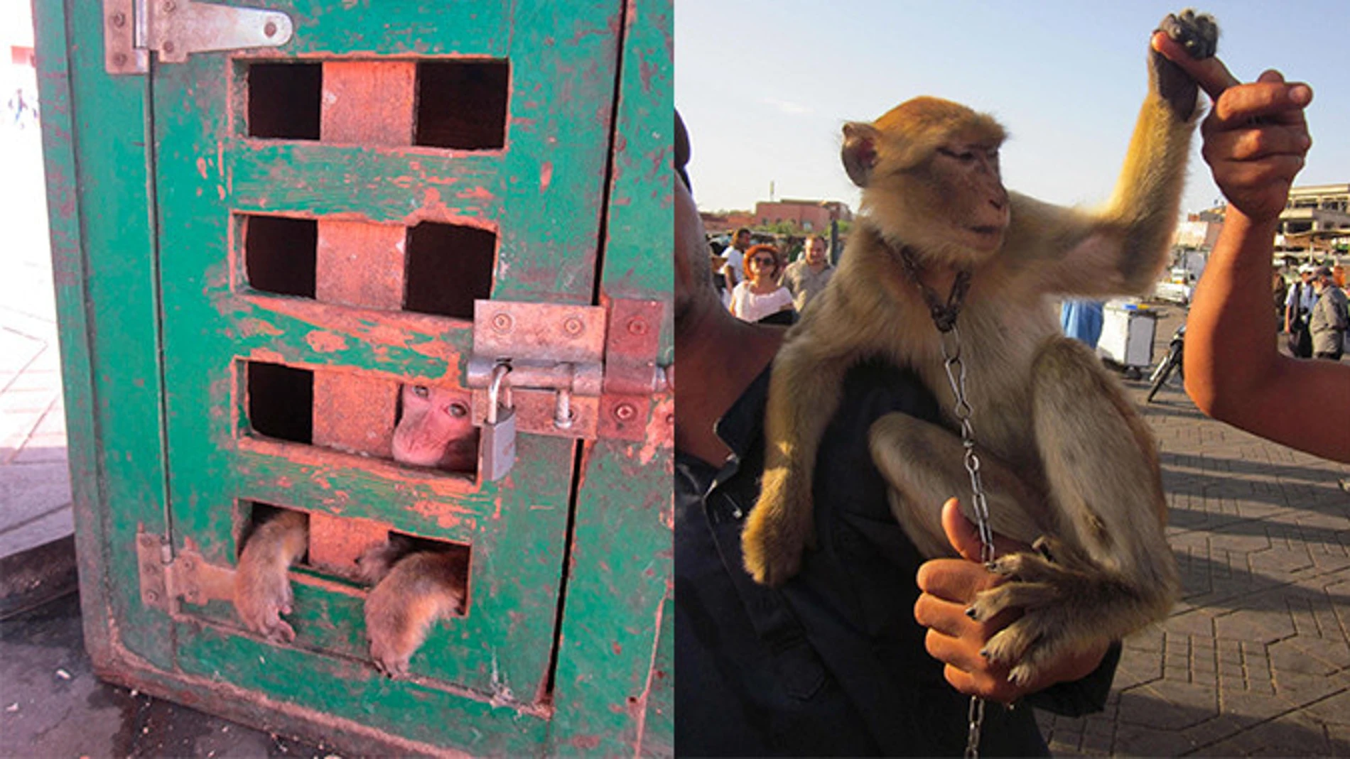 El número de macacos de Berbería se ha desplomado en más de un 50% desde la década de 1980 debido a la pérdida de hábitat y la venta ilegal de juveniles como mascotas / Kristina Stazaker
