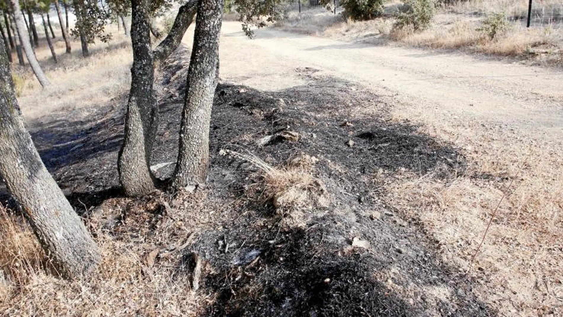 El paraje quemado en Navas, donde los Bomberos registraron siete focos distintos, está situado en una zona frecuentada por senderistas. Se trata de un camino forestal a la altura del kilómetro 42 de la M-501