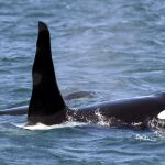 Una pareja de orcas fotografiada en aguas del Pacífico / AP