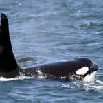 Una pareja de orcas / AP
