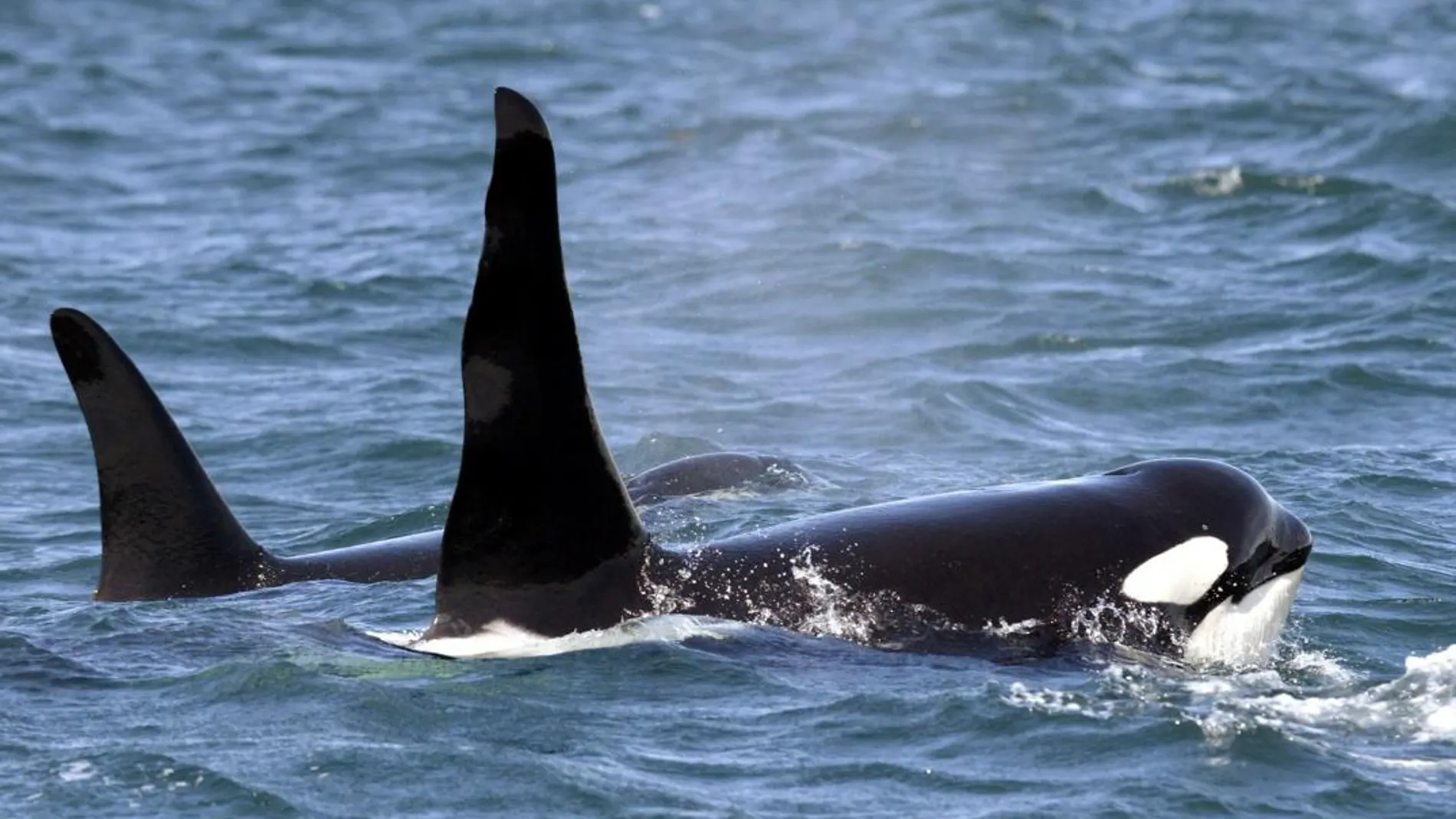 Una pareja de orcas fotografiada en aguas del Pacífico / AP