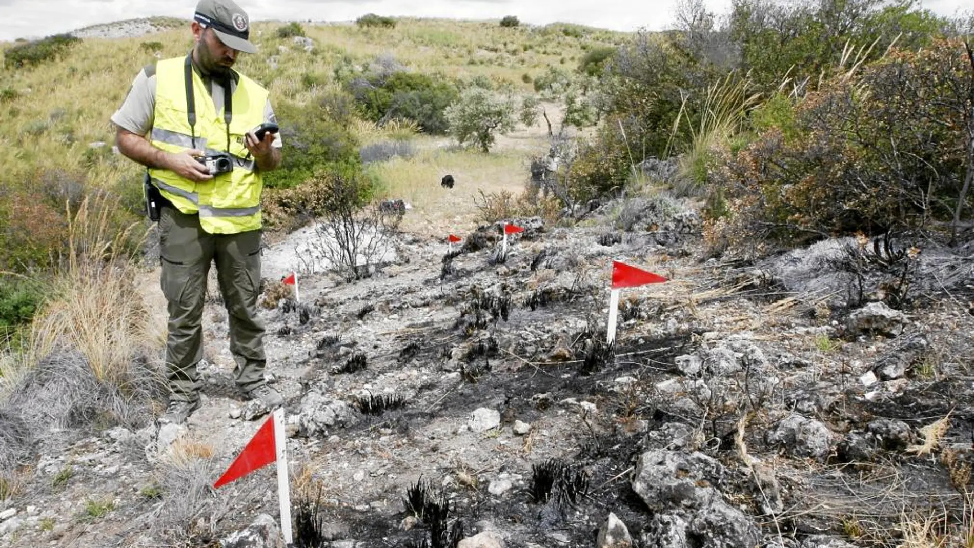 Un agente forestal trabaja sobre la «senda» de cenizas que dejó el pasado año un incendio en Tielmes