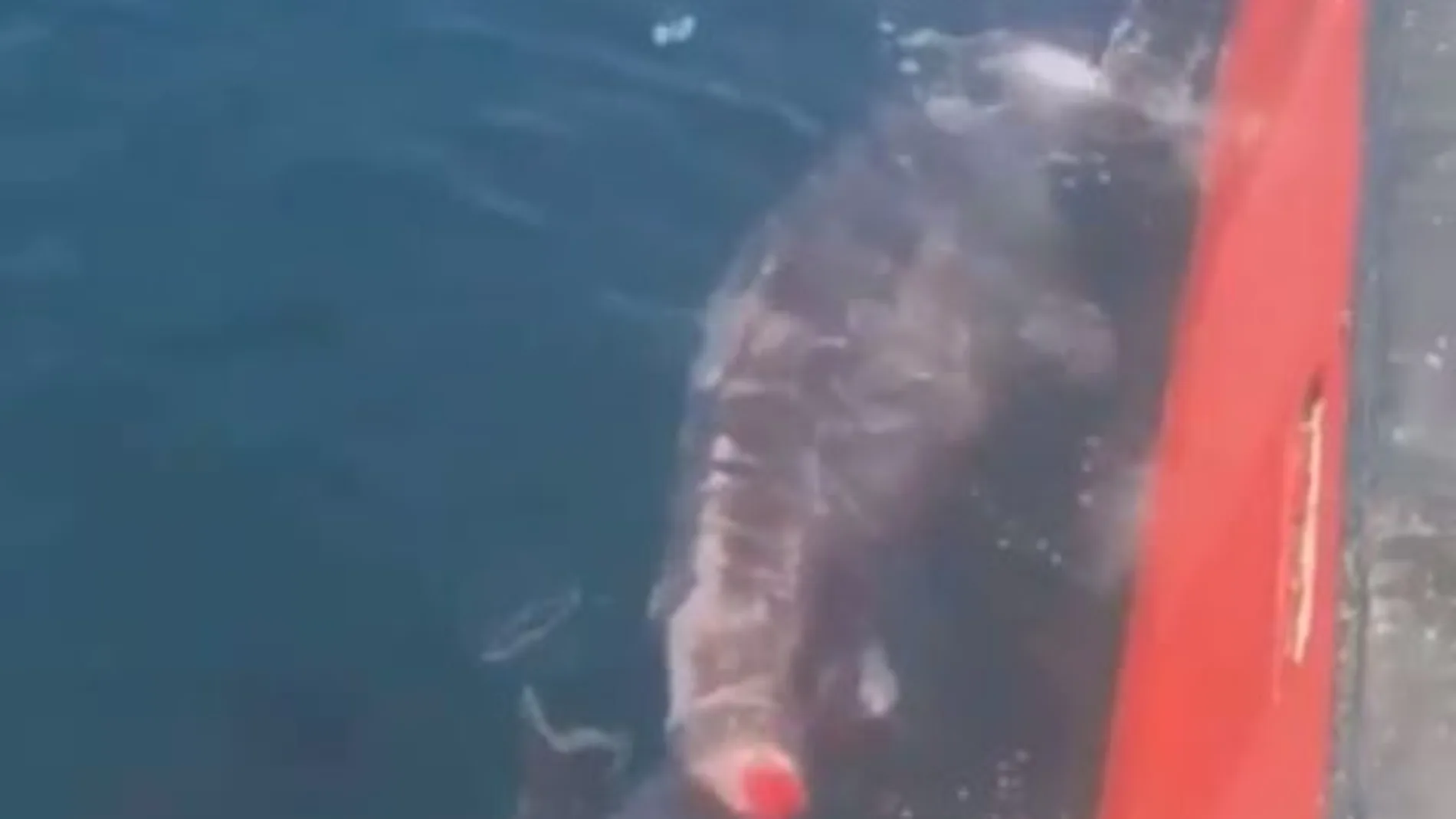 El tiburón intenta alejarse tras serle amputada la cola