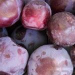 Las ciruelas de California mejoran la salud digestiva