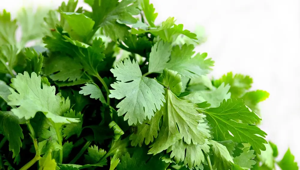 Razones para comer cilantro (todas ellas buenas)