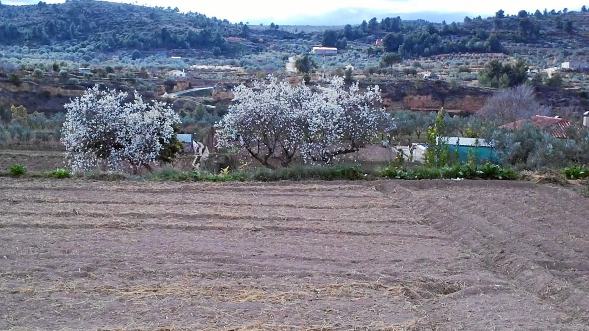 Almendros en flor en la localidad valenciana de Chelva (Los Serranos)